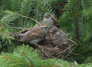 sparrow-nest-with-young