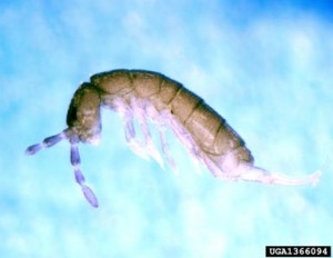 springtail or snow flea close up