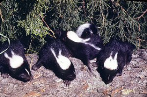 striped-skunk-litter