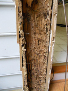 termite-damage-to-home