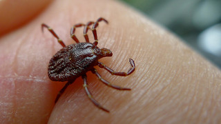 tick-crawling-on-hand