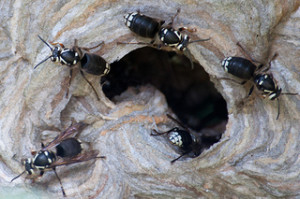 Baldfaced Hornets- Dolichovespula Maculata