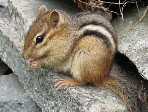 Chipmunk Tamias striatus