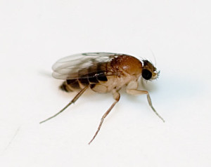 Megaselia-scalaris-phorid-fly