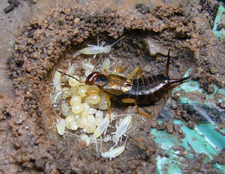 Female earwig with newly hatched young.