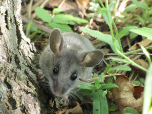 Peromyscus maniculatus deer mice