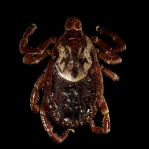American Dog Tick (Dermacentor variabilis)