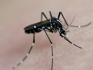 Asian Tiger Mosquito