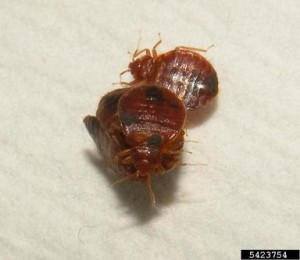group-of-adult-bed-bugs