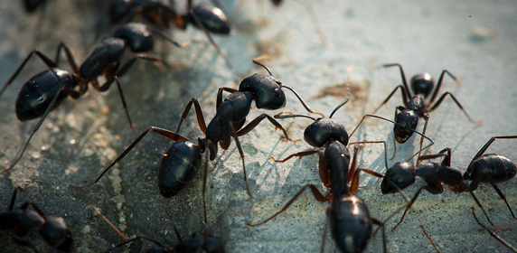group-of-ants