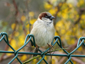 House Sparrow