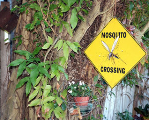 Mosquito Crossing Sign