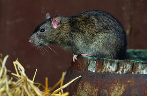 norwegian rat on a barrel