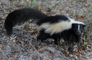 skunk