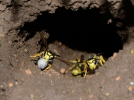 vespula-germanica-nest