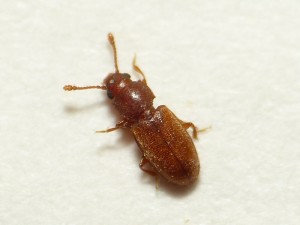 Remove Fungus Beetles - Colonial Pest Control