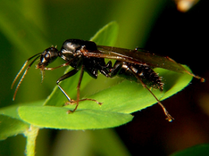 Camponotus pennsylvanicus