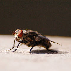 Common Housefly - Musca Domestica
