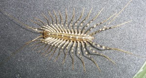 House Centipede