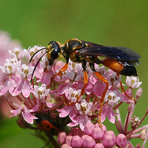 Sphex ichneumoneus Digger Wasp