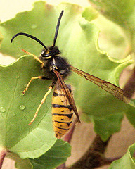 Vespula germanica german yellow jacket