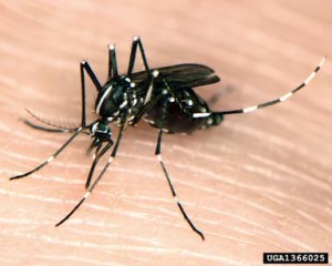 Asian Tiger Mosquito