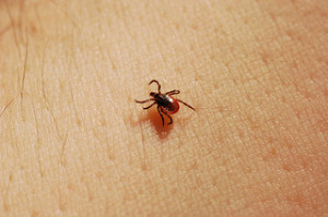 blacklegged deer tick