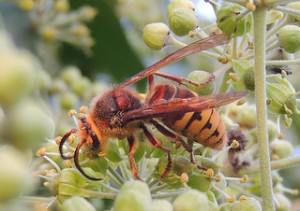 European Hornet