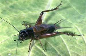 field cricket