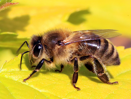 Protect Honey Bees - Colonial Pest