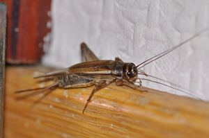 house cricket