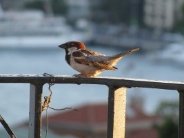 Remove a Sparrow’s Nest - House Sparrow