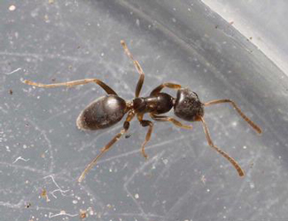 odorous house ant