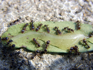 pavement ants outside on leaf eating