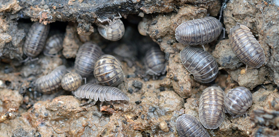 group of pill bugs or sow bugs