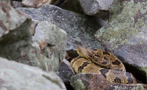 Poisonous Snakes in Massachusetts & New Hampshire - Timber Rattler