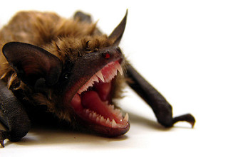 Myotis lucifugus