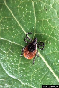Blacklegged Tick - Late Summer is Still Prime Time for Lyme Disease