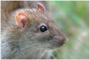 Brown Rat