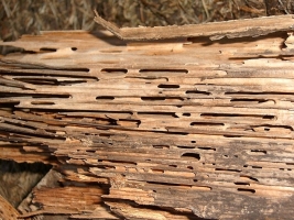 Carpenter Ant Tunnels in Wood - Foundation Condition Can Attract Carpenter Ants