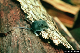 Deer Mouse