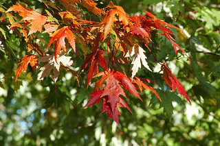 Fall Leaves - Outdoor Insects