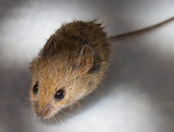 Field Mouse