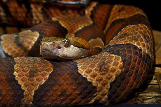 Northern Copperhead