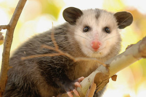 Opossum