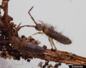 Springtail -  Pests that Feed on Mold