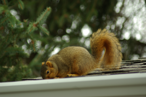 Squirrel on Roof of Home 