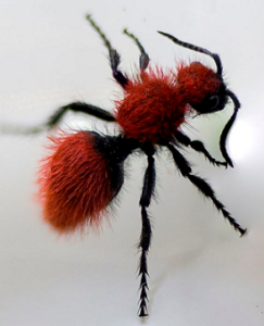 Velvet Ant