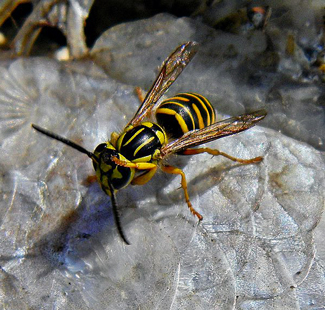 yellow jacket on table