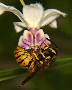 Why Are There So Many Yellowjackets - Colonial Pest